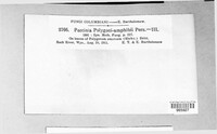 Puccinia polygoni-amphibii image
